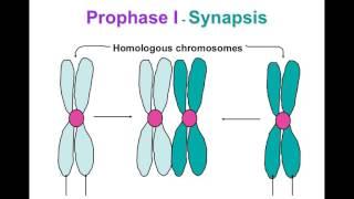 Meiosis ppt