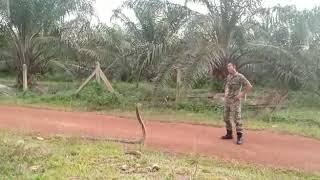 HOW A  COMMANDO CONTROL KING COBRA,