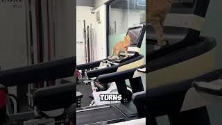 This cat accidentally turned on the treadmill! 