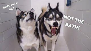 Hilarious and Dramatic Huskies Take a Bath and Throw a Tantrum! (THEY SPEAK!!)