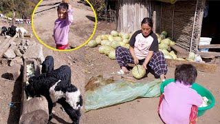 Mom & Son feeding baby sheep II Sheep loves ash gourd @AloneAdhirajnepal @Manjitamrnati