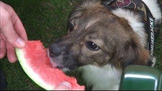 Hund frisst Wassermelone !?