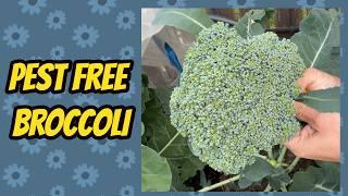 Broccoli Harvest