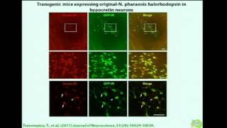 Optogenetics and Other Tools For Analyzing and Engineering Neural Circuits