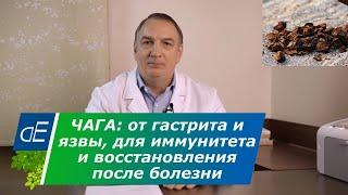 ЧАГА от ГАСТРИТА и язвы желудка, при онкологии ?, для ИММУНИТЕТА и восстановления после болезни.