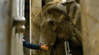 Burgers' Zoo neemt afscheid van een olifant 