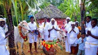 PONGAL CELEBRATION | Mattu Pongal | Grand Tamil Special Festival Celebrate in Village by farmers