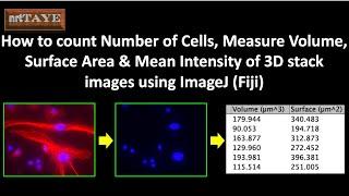 How to count Number of Cells, Measure Volume Surface Area & Mean Intensity of 3D stack image in Fiji