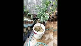 Berkebun Dihalaman Rumah