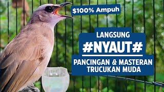 Trucukan Gacor Ngalas Tarung Ropel Paling Ampuh Untuk Pancingan Trucukan Agar Bunyi Nyaut Gacor