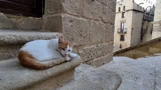 Half Minute Of A Countryside Gentle Cat In Valderrobres, Aragón, Spain - 1080p