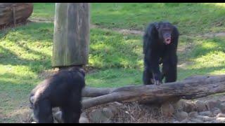 Chimpanzee sounds - Common Chimpanzee (Pan troglodytes) making Chimp noises