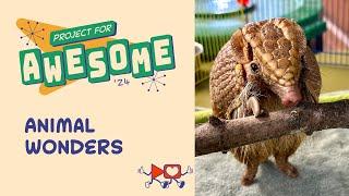 Animal Wonders: Project for Awesome 2024