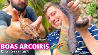 Boas arcoiris  | Epicrates cenchria