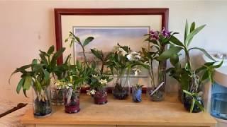 Growing Dendrobiums in Water