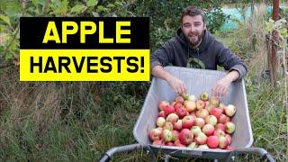 Early Apple Harvests - When to Pick Apple Trees & Storage Tips | JB Allotment Diaries