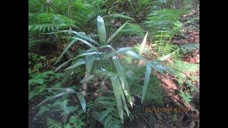 Wild Forest Palm trees in the North Pacific