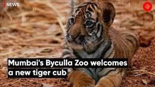Mumbai's Byculla Zoo Welcomes A New Tiger Cub