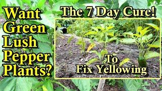 How to Save Yellow Struggling Pepper Plants in 7 Days - The Complete Cure