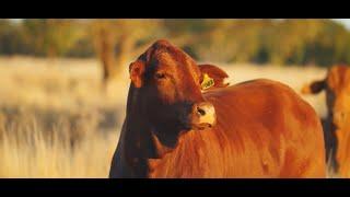 Droughtmaster Cattle are ticking all the boxes for NSW beef producers