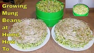 How to Grow Mung Bean Sprouts at Home Very Easily ~ Auroras Vlog