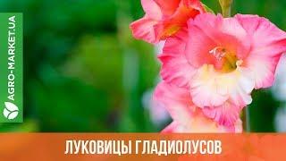 Луковицы гладиолусов | Гладиолус | Agro-Market.ua