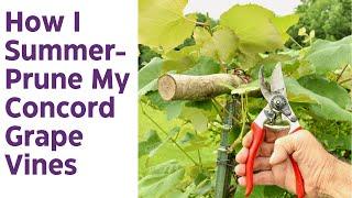 How I Summer-Prune My Concord Grape Vines