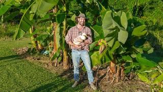 4 Years Growing Our Food (Orchard Tour, Beehive & Animals)