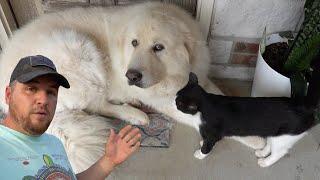 Guard Dog Dog Mojo Got So Scared Farm Cat Smeegle Was Protecting Him!