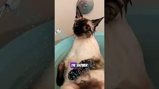 Wasnt me template #cat #cats #meow #capcut #reels #funny #facts #music #lyrics #shotoniphone #shorts