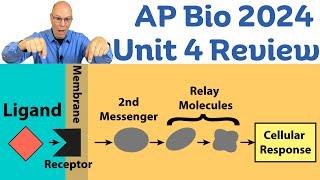 Unit 4 AP Bio Review  Cell Communication, Feedback, and the Cell Cycle