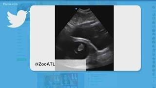 Zoo Atlanta gorilla is pregnant!