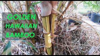 Golden Hawaiian Bamboo Review | FAST Growing CLUMPING Bamboo