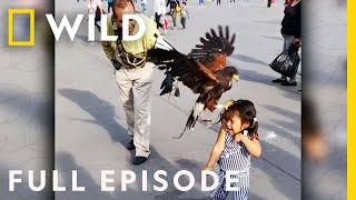 Jumping Chickens & a Stowaway Lizard (Full Episode) | America's Funniest Home Videos