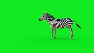 Animals Green Screen | Zebra Royalty Free 4k No Copyright Stock Footage #greenscreen