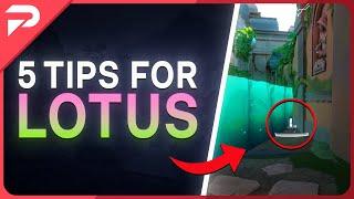 5 Essential Tips For Lotus