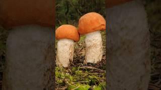 The Vibrant Wanderer: 5 Fascinating Facts about Orange Birch Bolete