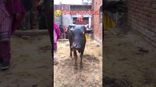 Cow videos mehsoos ese karke dekho  nandi ji maharaj #sad #cow #ox #humanity #cowvideos #help