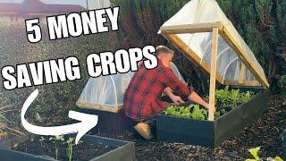 Top 5 Money Saving Crops - Growing in my Front Garden