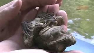 expeditionLIFE archives #103, Giant sleeping frog!