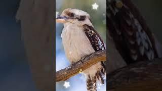 Kookaburra sfx