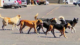 Celo y Agresividad en Perros: Dominancia y Competencia por una Hembra.