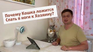 Почему Кошка ложится спать в ноги к хозяину? #КотСемён знает. 3 выпуск.