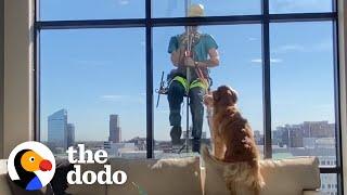 Dog Interrupts Window Cleaner's Shift To Show Him His Favorite Toy | The Dodo