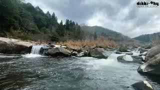 1HR. RELAXING FOREST BIRDSONG & WATERFALL NATURE SOUND FOR SLEEPING - CALM BIRDS CHIRPING SOUND