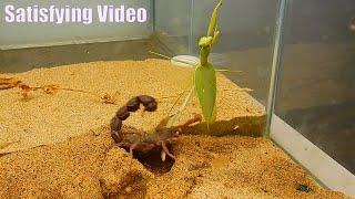 Scorpion Vs Praying mantis, The result is too unexpected