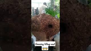 Amazing wasp nest