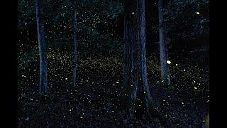 Photuris - Synchronous Fireflies of Congaree National Park
