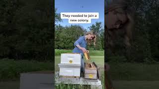 These Bees Were Caring for a Dead Queen!