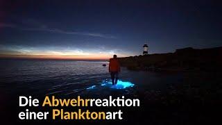 Seltene Planktonart lässt das Meer blau leuchten